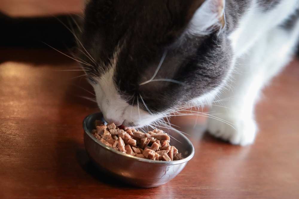 Royal Canin Feline Health Nutrition Adult Instinctive Thin Slices in Gravy Wet Canned Cat Food