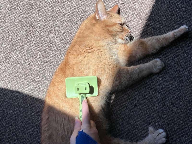 Woman pet owner using electric spray massage comb for cat during seasonal shedding, steam brush to remove tangles and flyaway hairs.