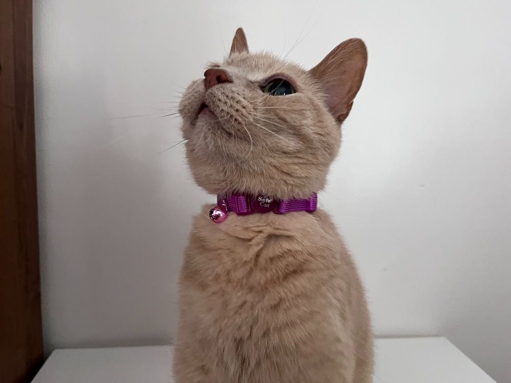 Safe Cat Snag-Proof Breakaway Cat Collar with Bell