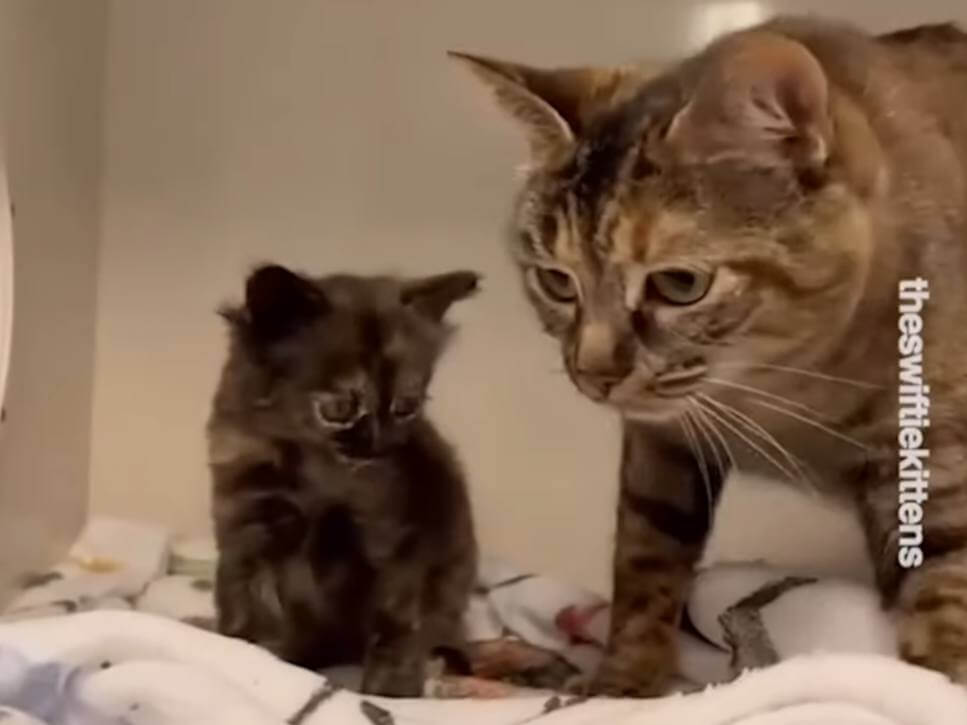 save cat after giving birth-compressed