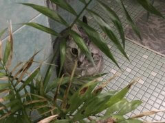 Shy or fearful cats tend to hide from new people