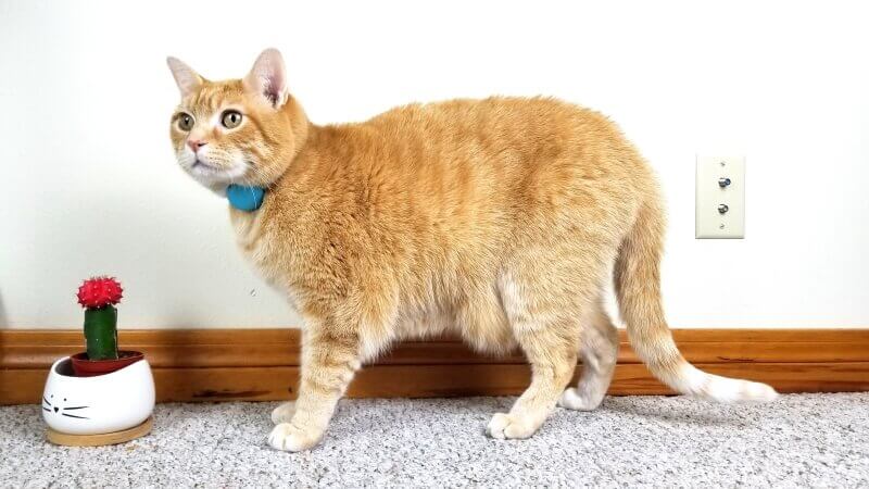 orange cat wearing the Tabcat tracker on their collar
