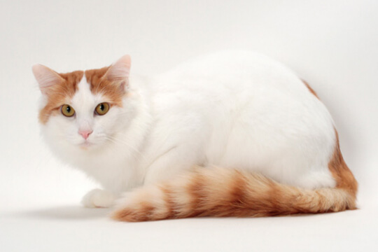 An Adorable Cat Comfortably Lying on a Soft White Background, Radiating Pure Peace and Warmth