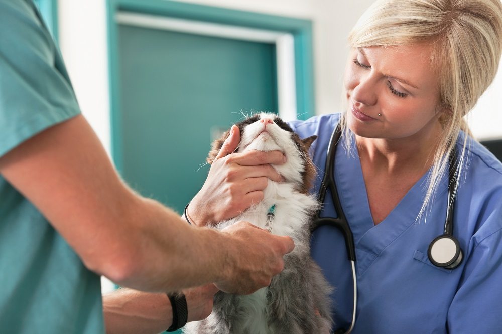 vet taking blood sample from cat while veterinary nurse assists with holding