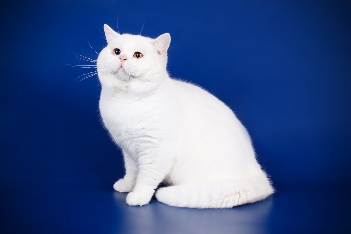 British Shorthair white cat