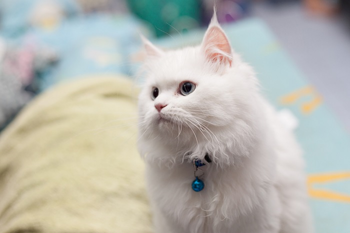 Adorable cute white Persian cats