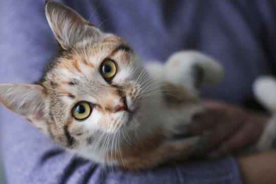 Are Male Cats More Affectionate Than Female Cats?